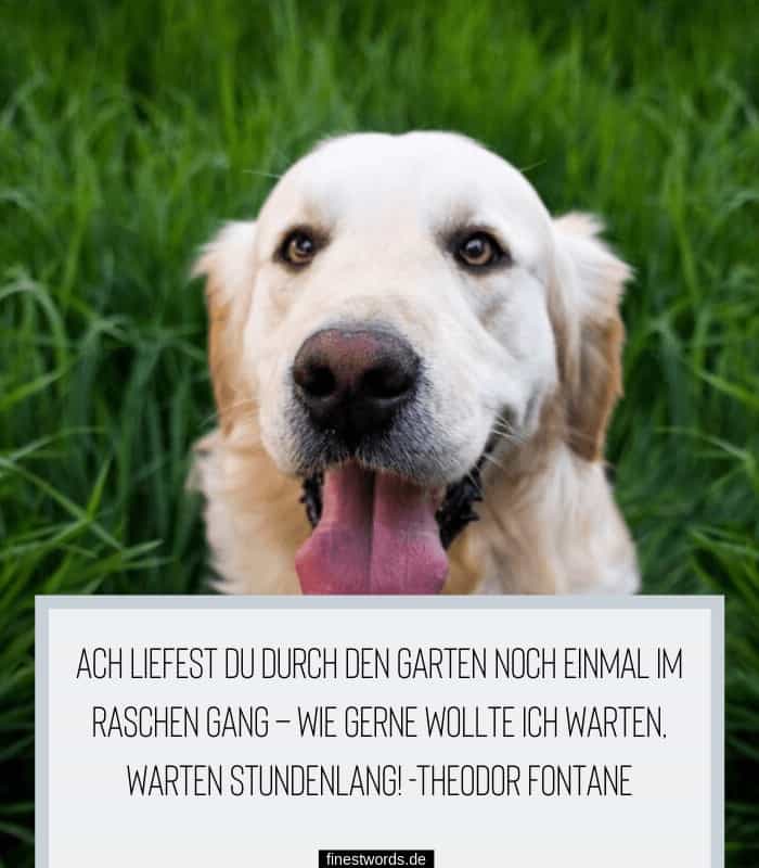 Worte tröstende hund gestorben Wie helfen,